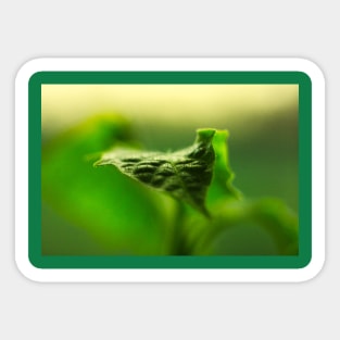 Green leaf Sticker